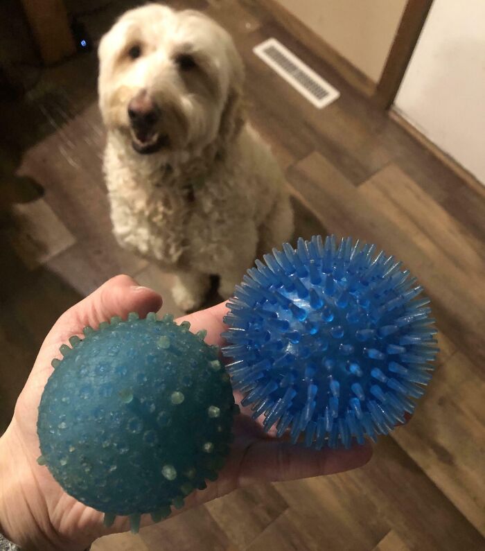 "Ejemplo de desgaste: bolas de juguete viejas y nuevas junto a un perro en el suelo de madera."