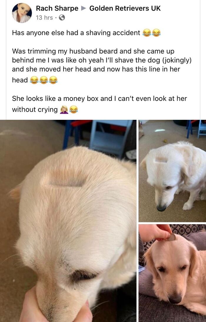 Golden Retriever with a shaved line on its head after a shaving mishap.
