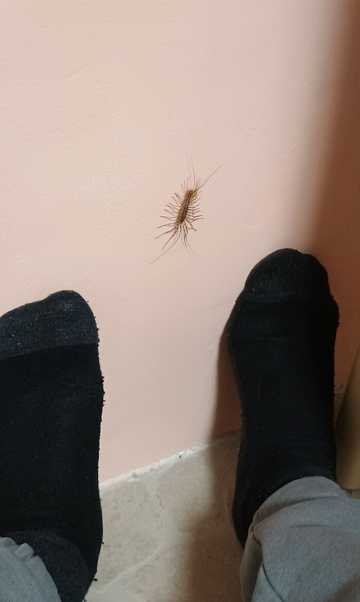 Close-up of a wall with an insect and feet in black socks on the floor, showcasing uninteresting elements.