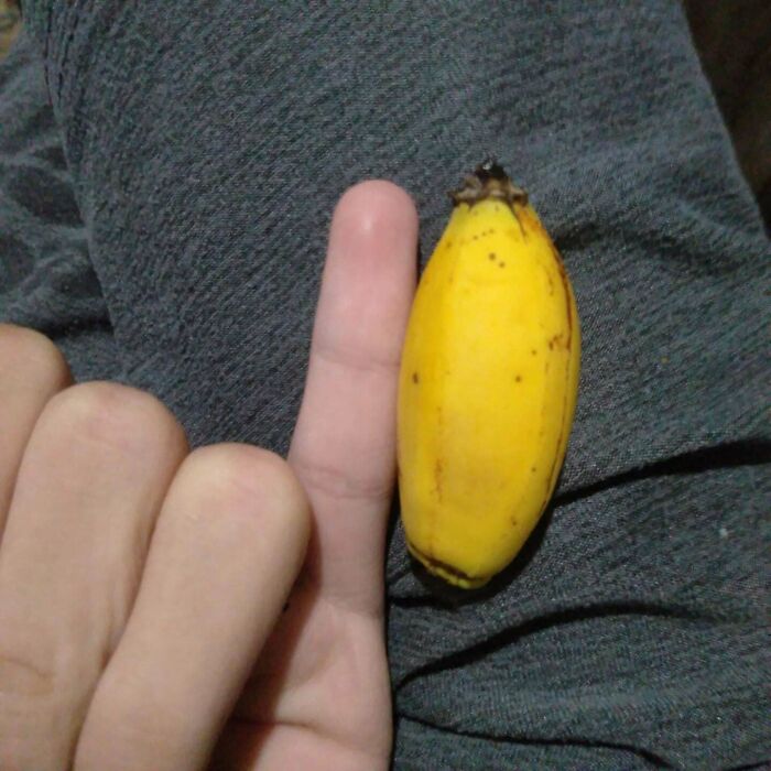Tiny banana next to a finger for size comparison, resting on gray fabric.
