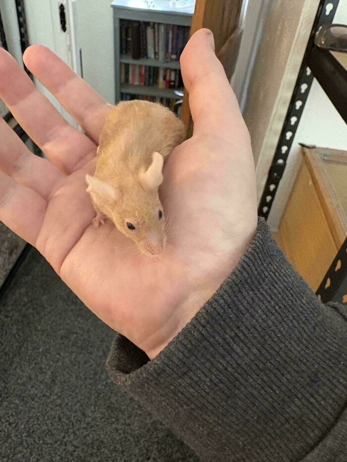 A person holding a small mouse in their hand.