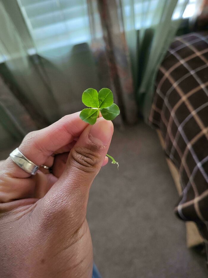 Hand holding a four-leaf clover indoors, with a blurred background.