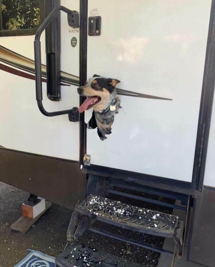 Perro asoma su cabeza por agujero en una puerta de tráiler, evidencia de un error digno de internet.