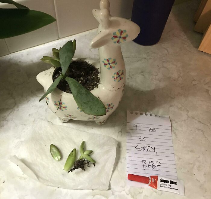 Broken ceramic planter with fallen leaves, note saying "I am so sorry, babe," and tube of super glue on a countertop.