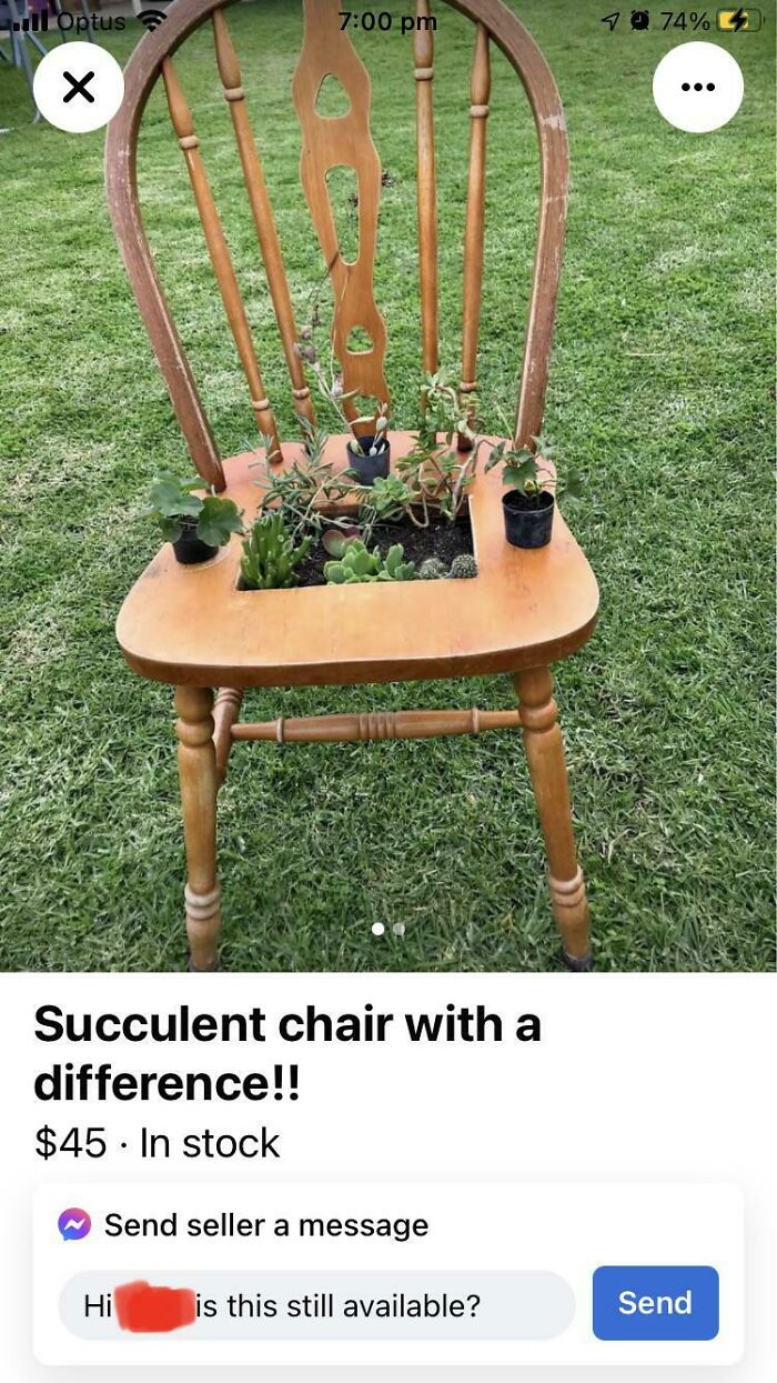 Succulent plants in a wooden chair for sale on Facebook Marketplace.