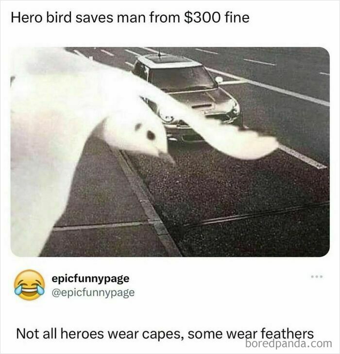 Bird meme blocking car license plate, saving from fine.