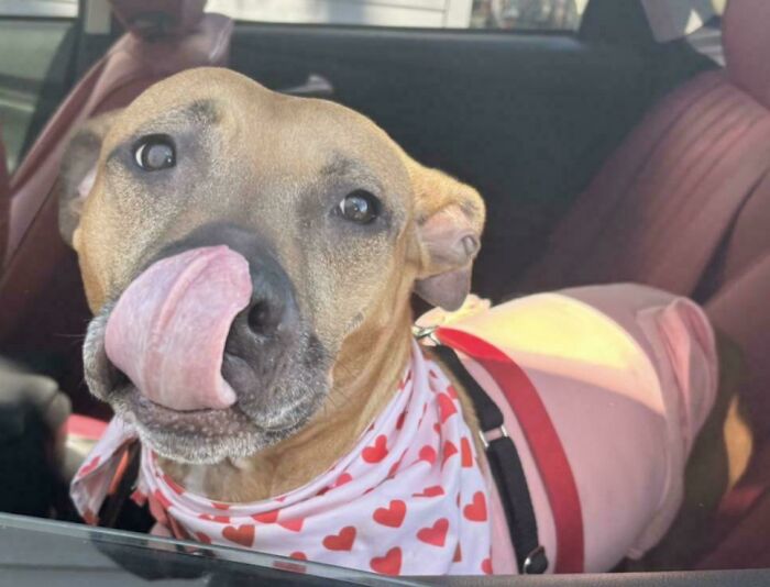 Happy dog in heart-patterned bandana, licking its nose inside a car, showcasing the joy of pet adoption.