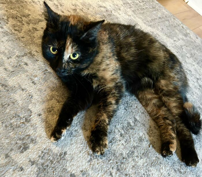 Tortoiseshell cat lying on a rug, showcasing the joy of adopting a pet.