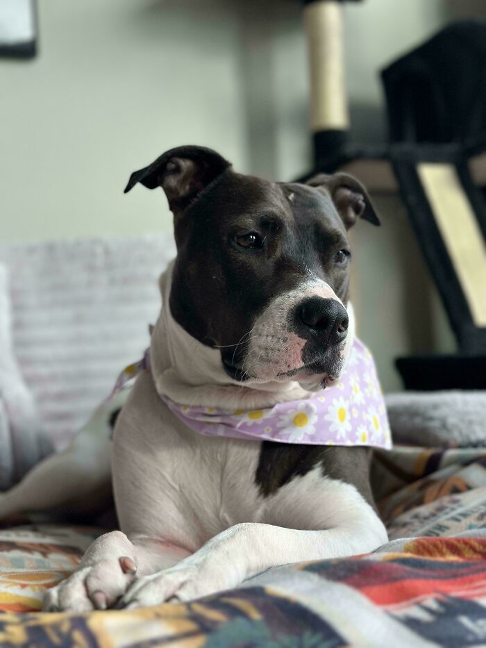A dog with a floral bandana lying on a bed, emphasizing the joy of pet adoption.