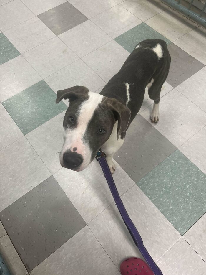 Adopted dog with a purple leash standing on a tiled floor, looking up with curious eyes.