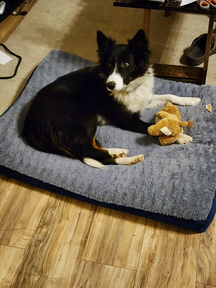 Black and white dog on a blue bed with a toy, highlighting the joy of pet adoption.