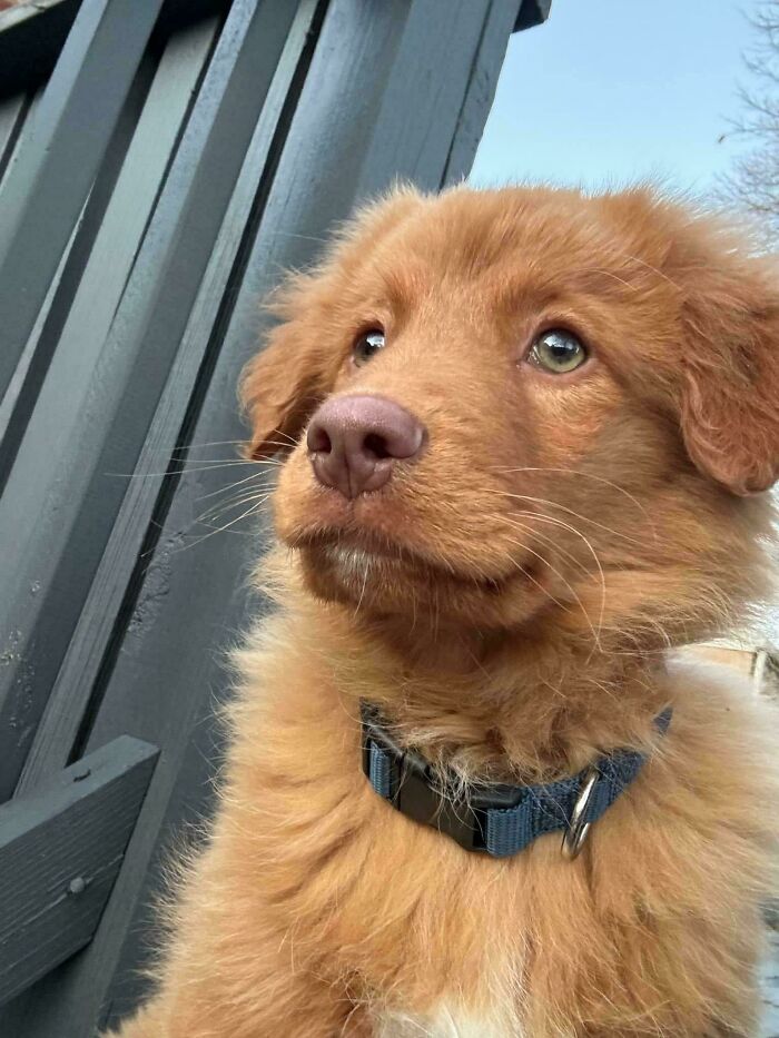 Adopted puppy with golden fur wearing a blue collar, looking content outdoors.