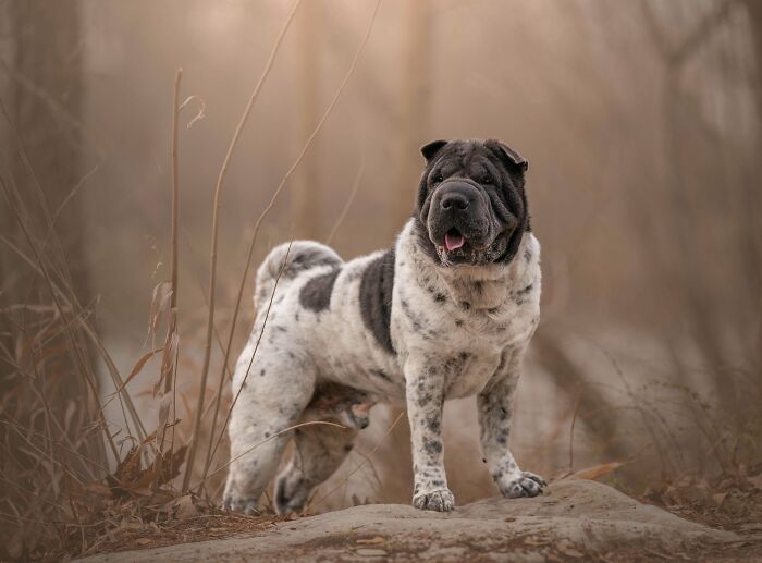 Adopted pet standing proudly outdoors, showcasing its unique coat and joyful expression.