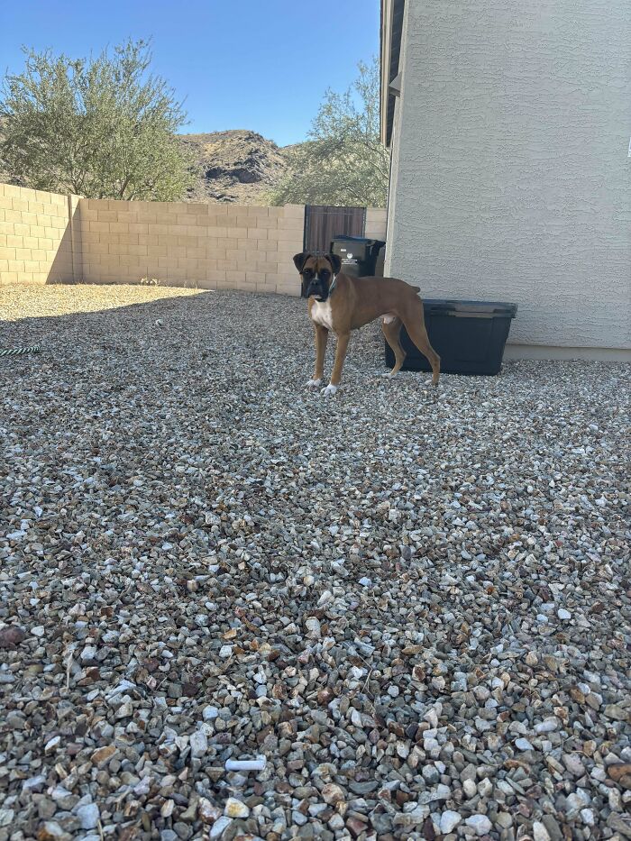 Dog standing on gravel in a backyard, symbolizing adoption and a happy pet decision.