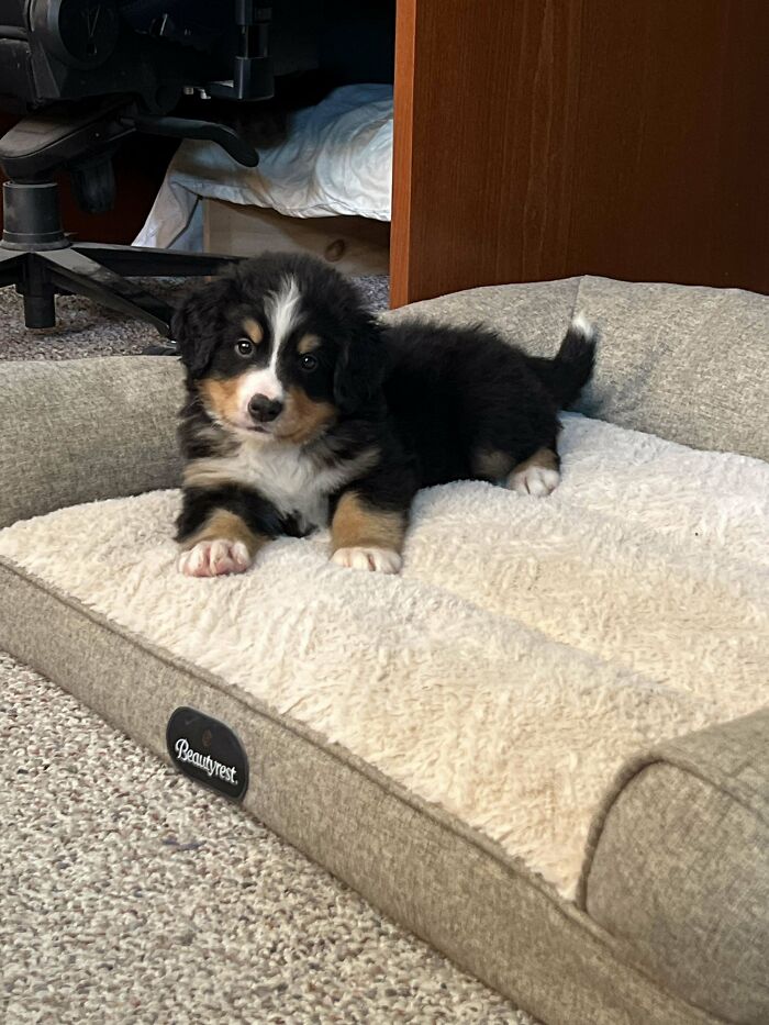 Adopted puppy resting on a cozy dog bed, showcasing the joy of pet adoption.