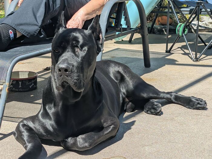 A relaxed black Great Dane lying on the patio, embodying the joys of adopting a pet.