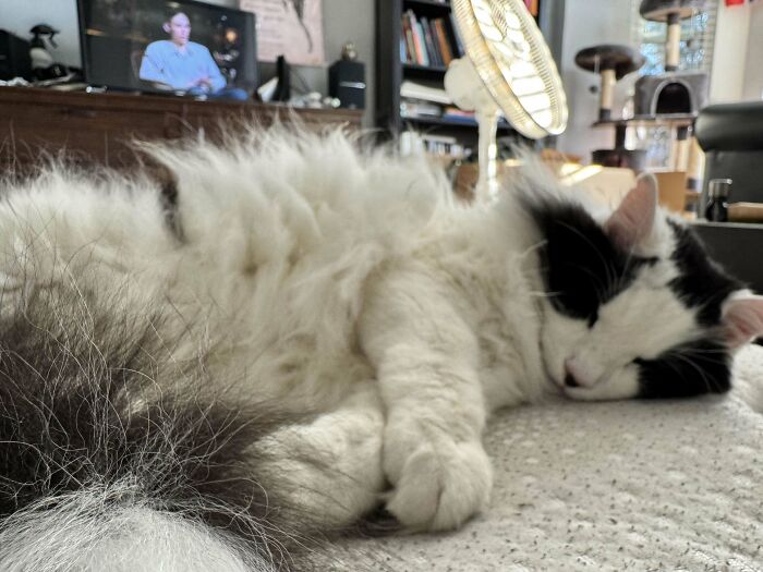 Fluffy black and white cat peacefully sleeping in a cozy room, embodying the joys of pet adoption.