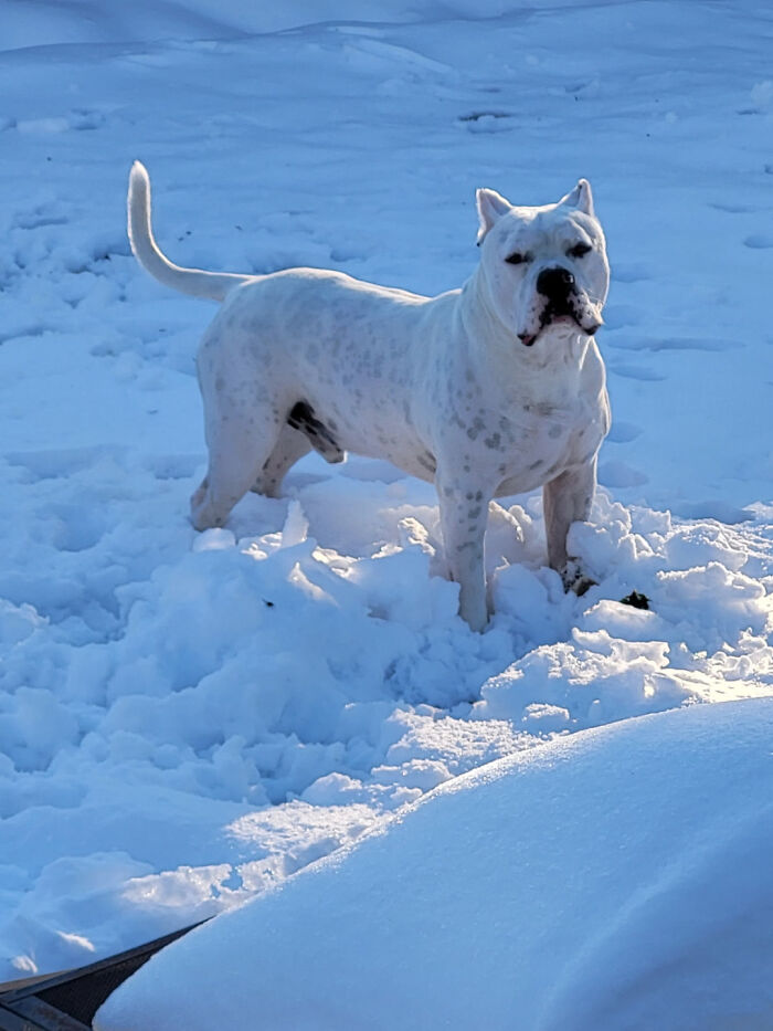 White dog standing in the snow, a joyful moment after pet adoption, highlighting the happiness of choosing to adopt.