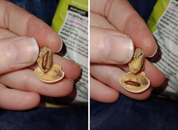Person discovers an insect inside a pistachio shell, highlighting a disgusting food surprise.