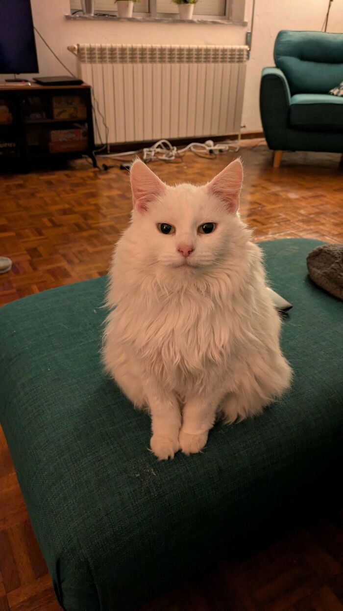 Fluffy white cat sitting on a green ottoman in a cozy living room, showcasing a great pet adoption decision.