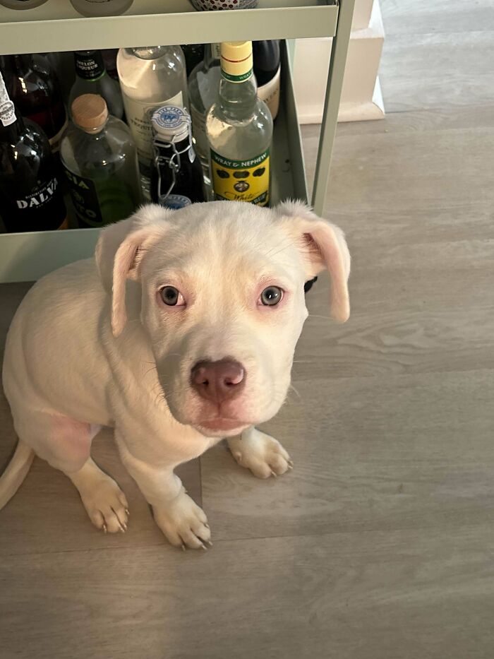 Adopted pet dog with white fur sitting indoors, looking up with curious eyes.