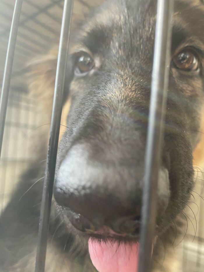 Close-up of a happy adopted pet dog, nose and tongue touching the cage bars.