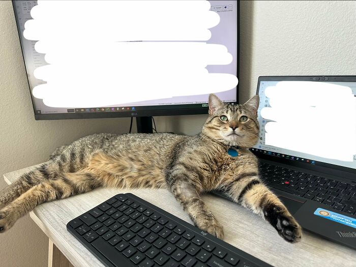 Tabby cat lounging on a desk beside a computer, illustrating the joy of adopting a pet.