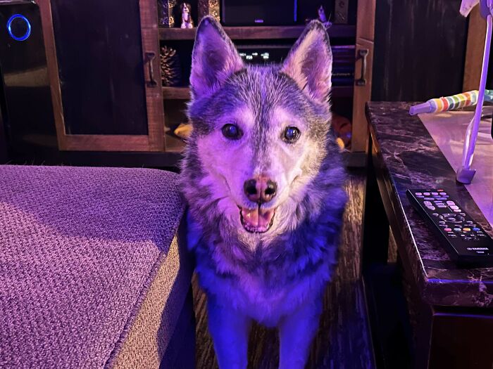 Happy adopted dog standing indoors, showcasing the joy of pet adoption.