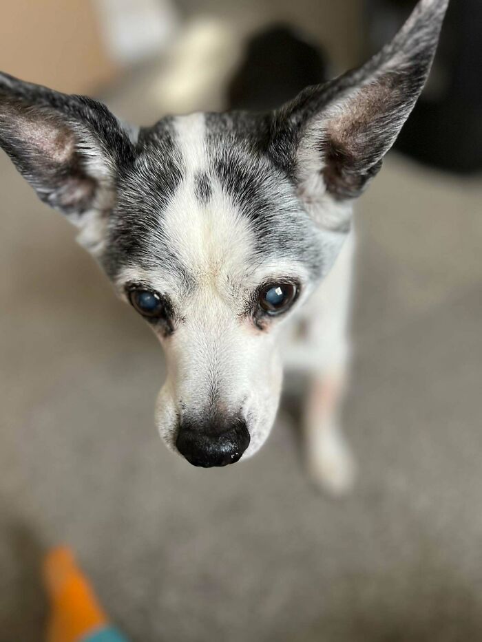 A close-up of a cute adopted dog's face, showcasing loving eyes and large ears.