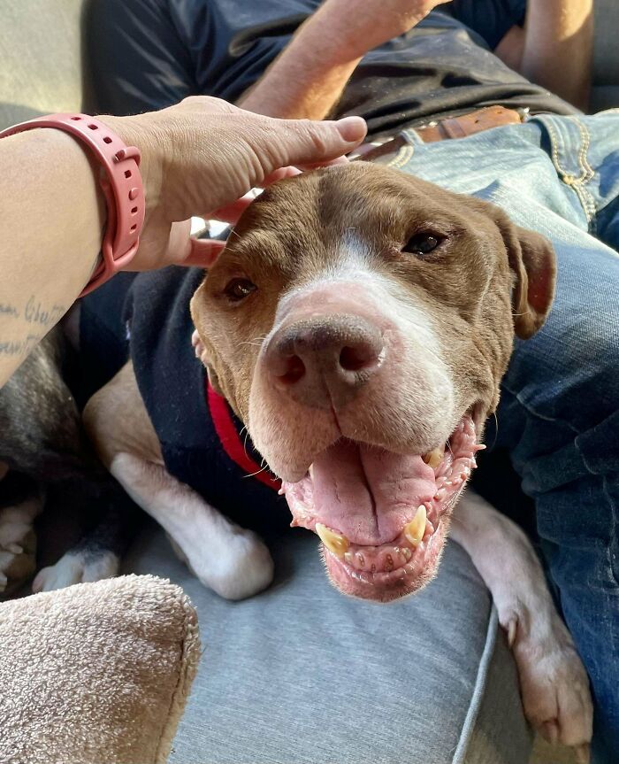 Happy adopted dog being petted on a couch, embodying the joys of pet adoption.