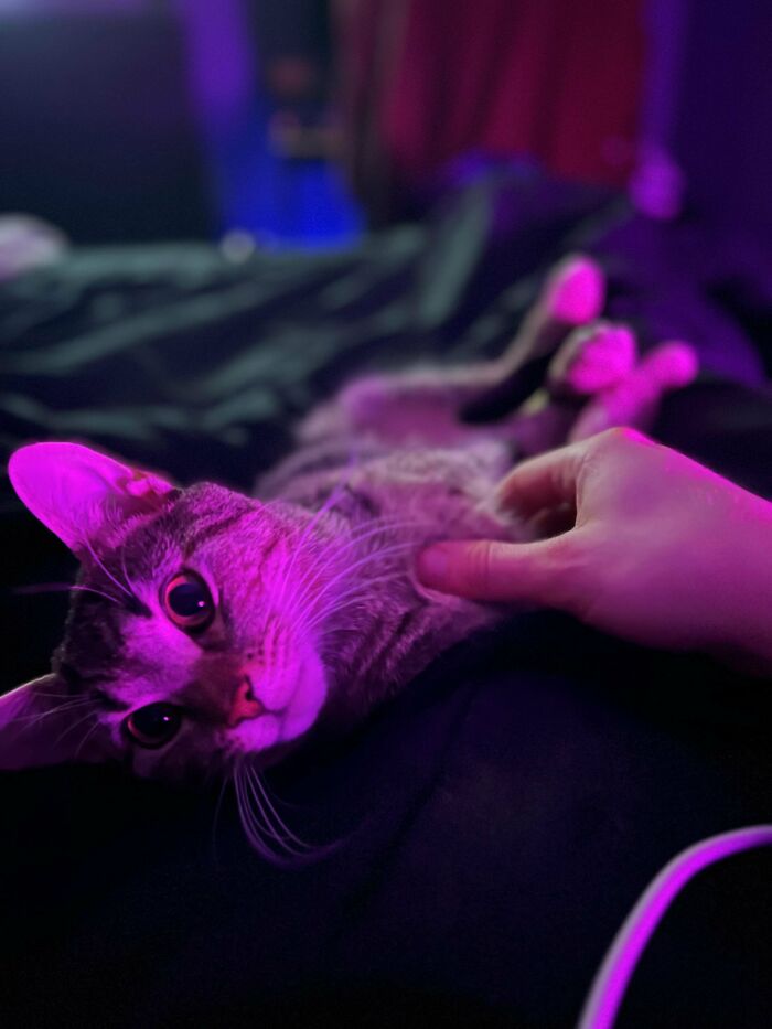 A relaxed cat being petted under purple light, showcasing a joyful pet adoption moment.