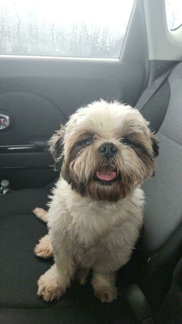Adopted fluffy dog sitting happily in a car seat.