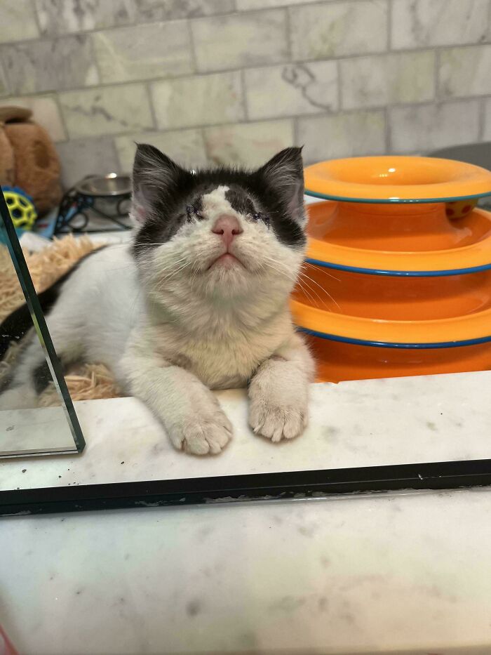 Adopted kitten with black and white fur looks up happily next to colorful toys.