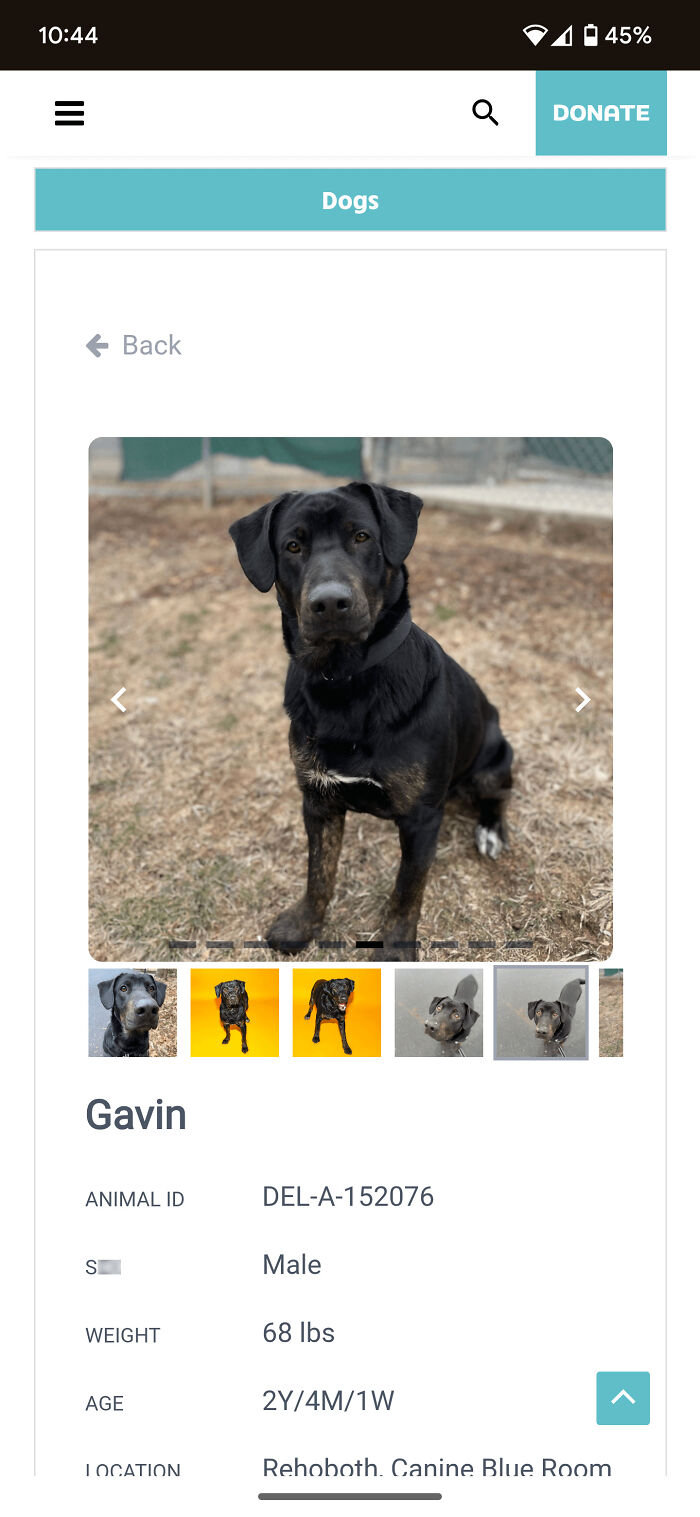 Black dog named Gavin available for adoption, sitting outdoors, part of a pet adoption listing.