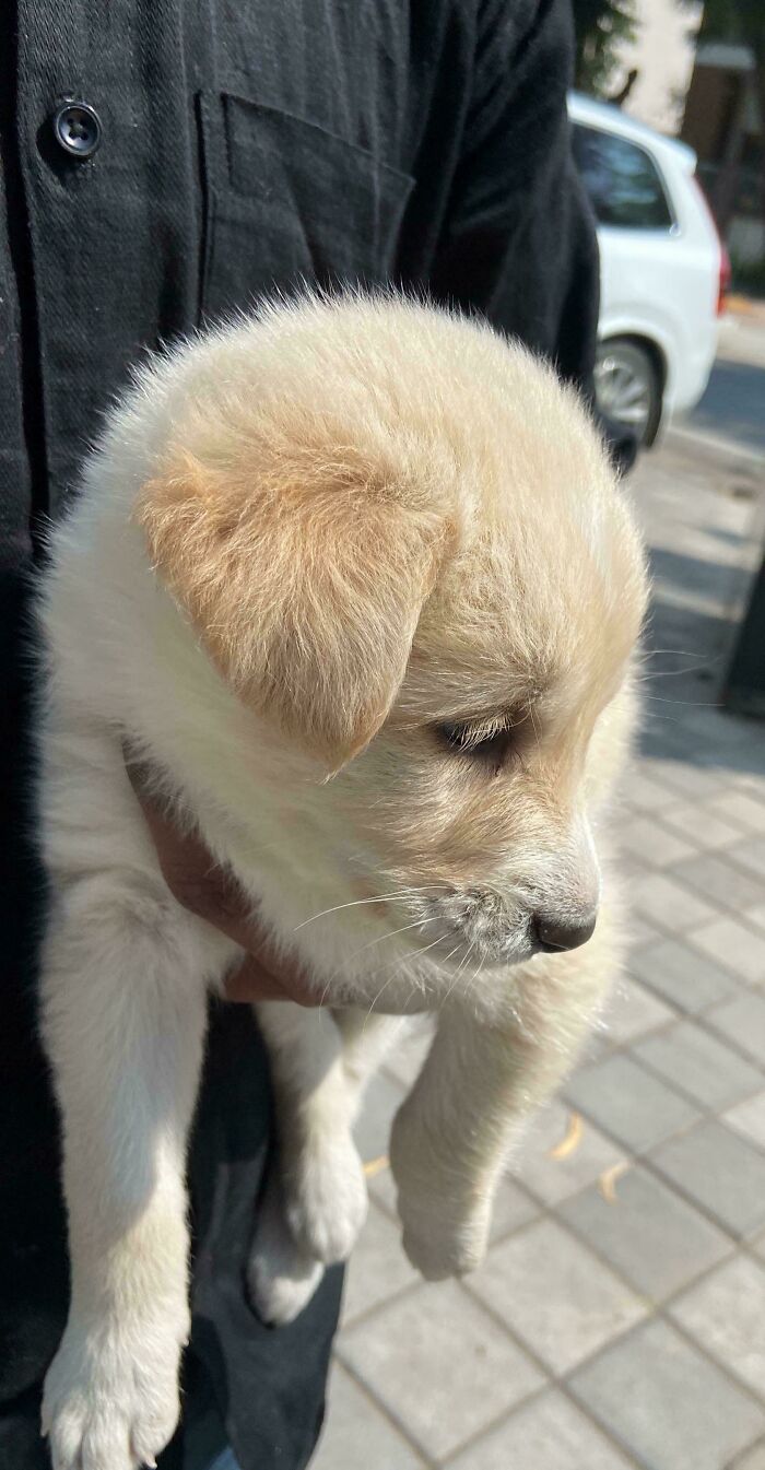 Adopted puppy being held, showcasing a heartwarming adoption moment.
