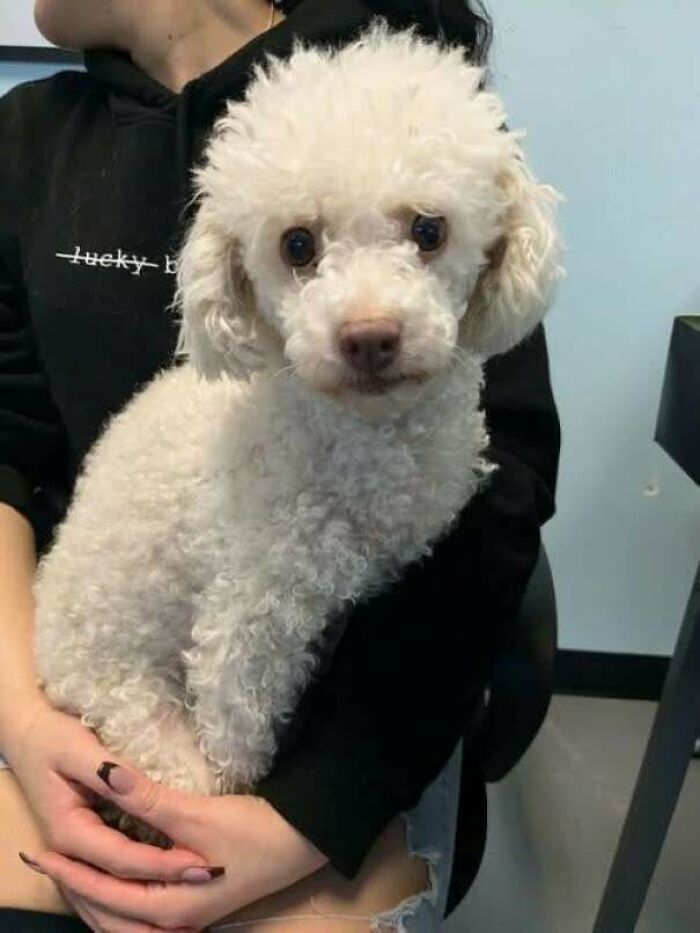 Fluffy white poodle sitting on owner's lap, showcasing the joy of pet adoption.