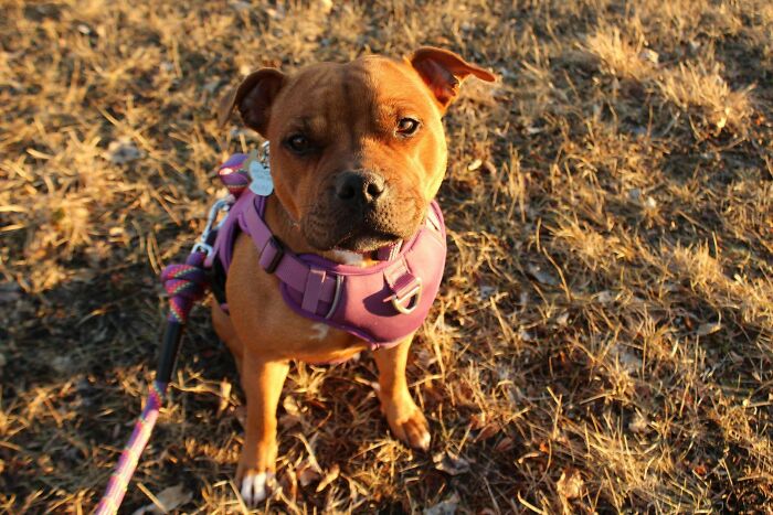 A brown dog in a purple harness sits on dry grass, showcasing the joy of adopting a pet.