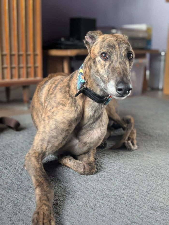 Brindle greyhound dog lounging on a carpet, showcasing the joy of adopting a pet.