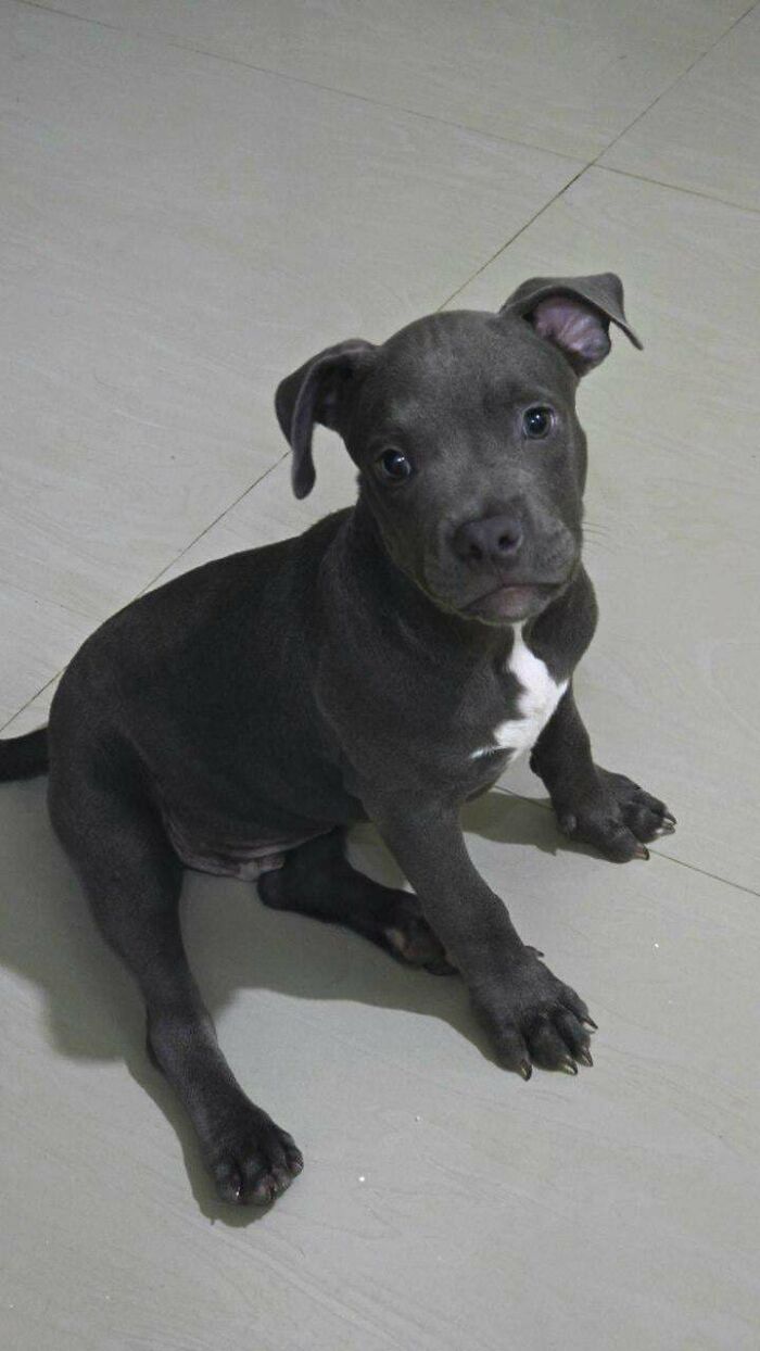 Adopted puppy with gray fur and white chest patch sitting on a tiled floor, looking adorable.