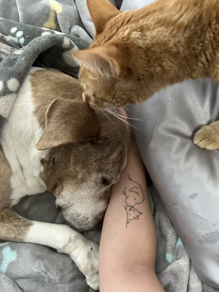 Cat and dog cuddling with tattooed arm, highlighting pet adoption happiness.
