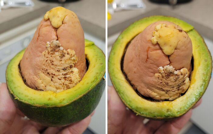 Disgusting surprise inside avocado with mold and decay.