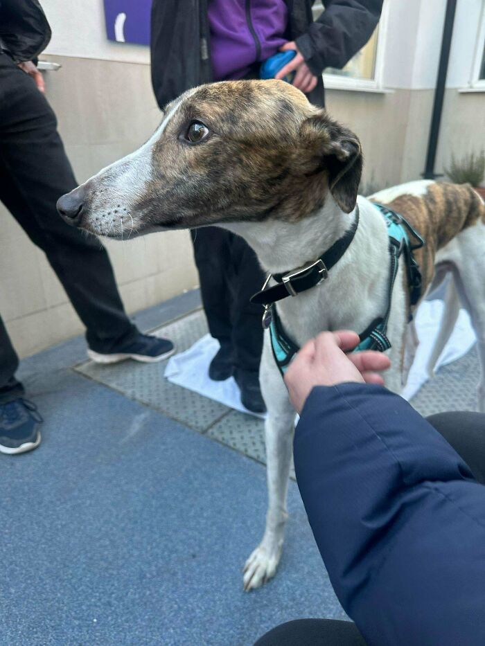 A person petting a recently adopted dog with a brindle coat outdoors.