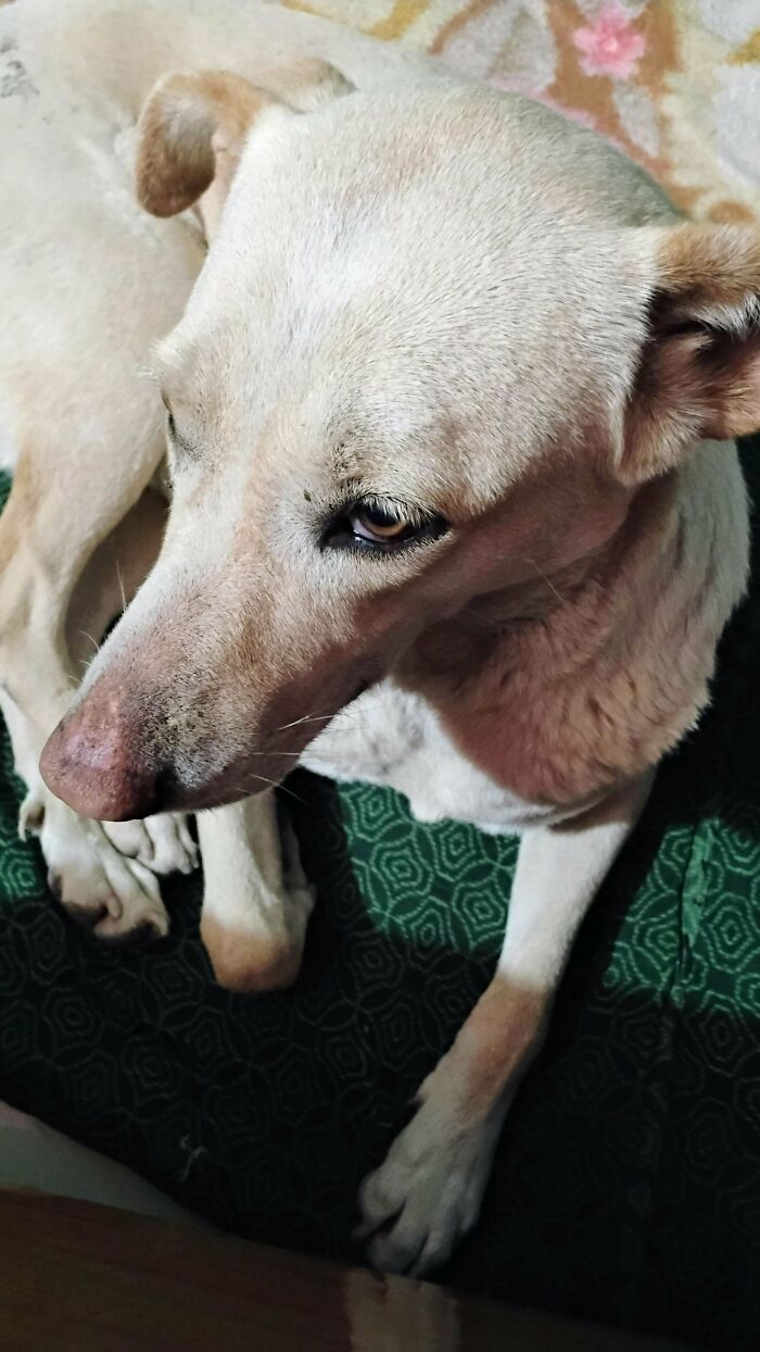 A relaxed dog lying on a patterned green blanket, symbolizing the joy of pet adoption.