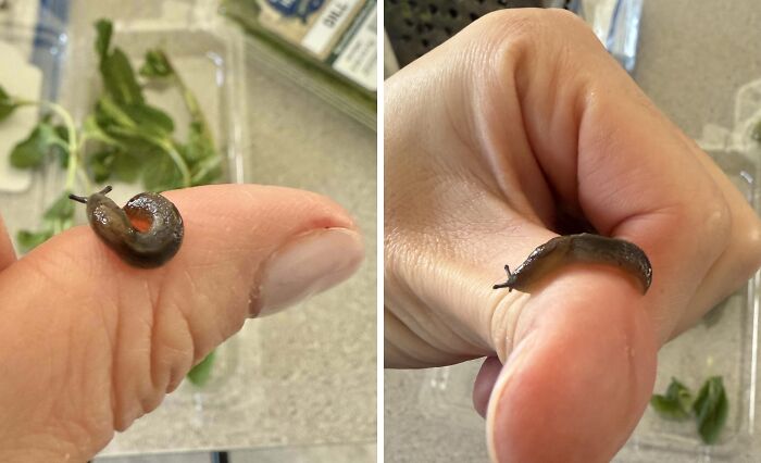 Tiny slug crawling on a person's thumb near fresh greens, creating a disgusting food experience.