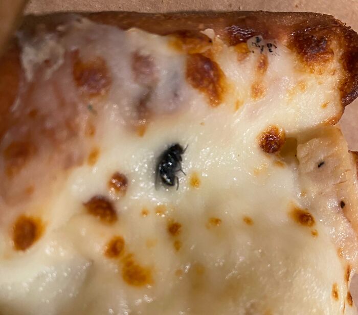 Disgusting find in pizza: a bug embedded in the melted cheese topping.