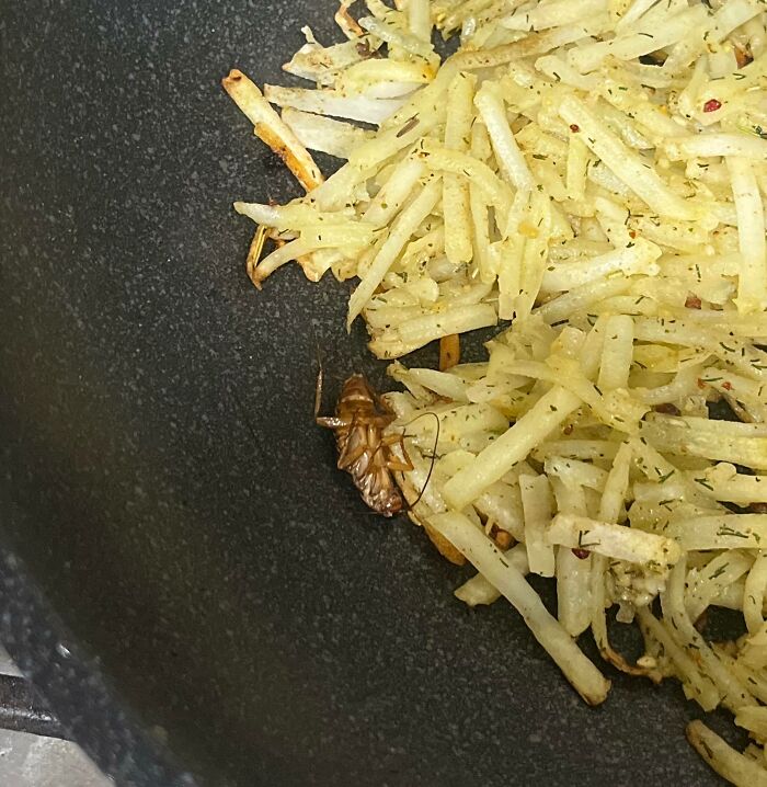 Disgusting surprise in food: a bug found in a pan with cooked hash browns.