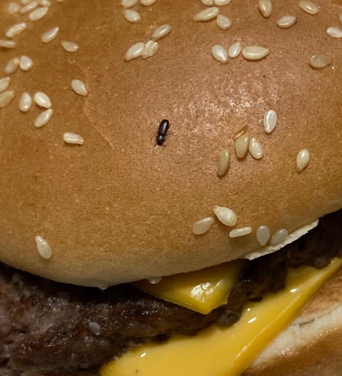 Sesame seed bun with a small insect on top, laying over a cheeseburger. Disgusting food surprise.