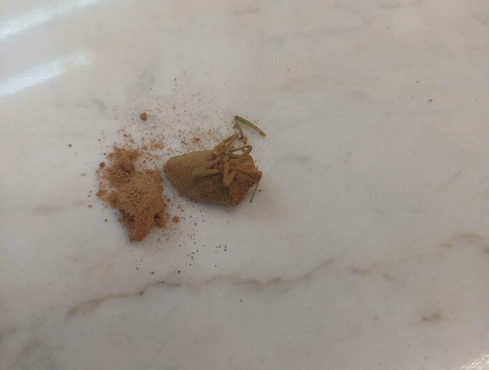 Disgusting finding in food, resembling a bug, on a white surface.