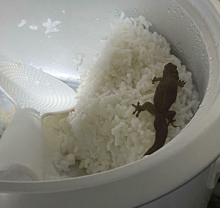 Lizard found inside a rice cooker, disrupting the enjoyment of food.
