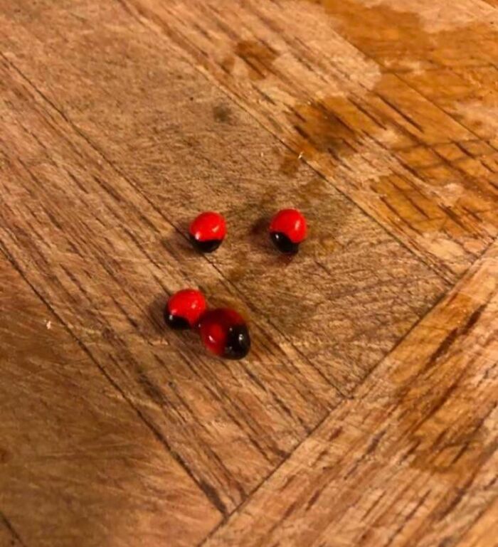 Disgusting surprise on a wooden floor: scattered pieces resembling candy with black and red shells.